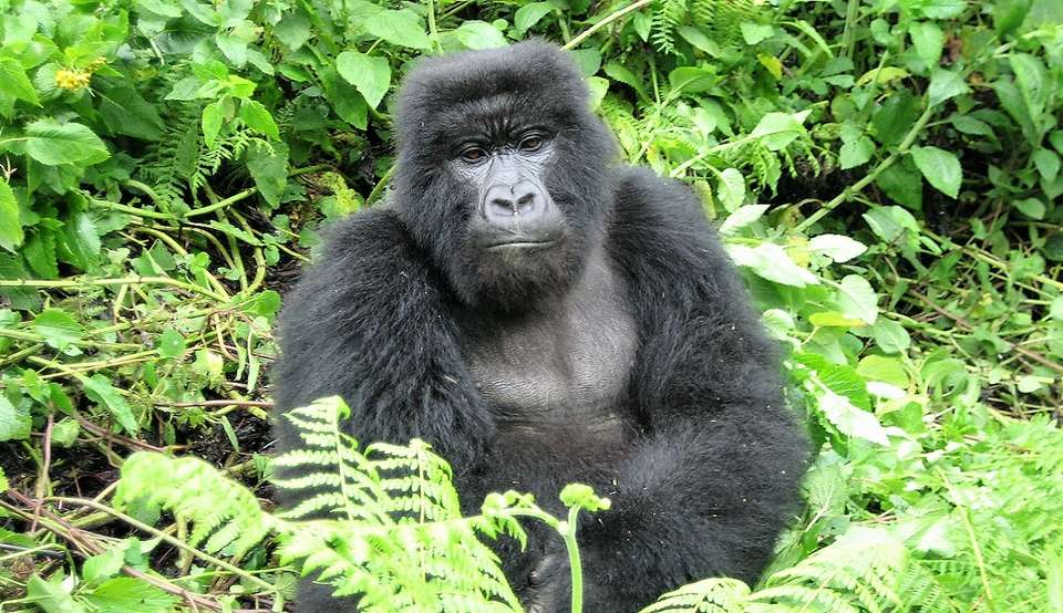 18-day Gorillas to the Mara Camping - Acacia Africa - Kenya - Image 5