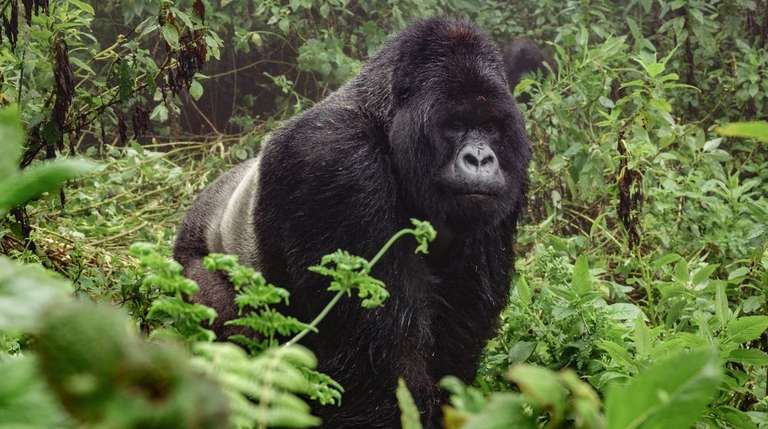 18 Days Uganda Gorillas & Wildlife  Adventure Safari trip - alternative tour available