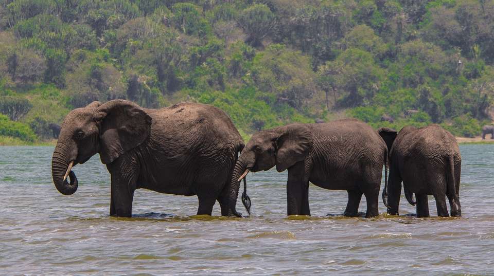 18 Days Uganda Gorillas & Wildlife  Adventure Safari - undefined - Image 3