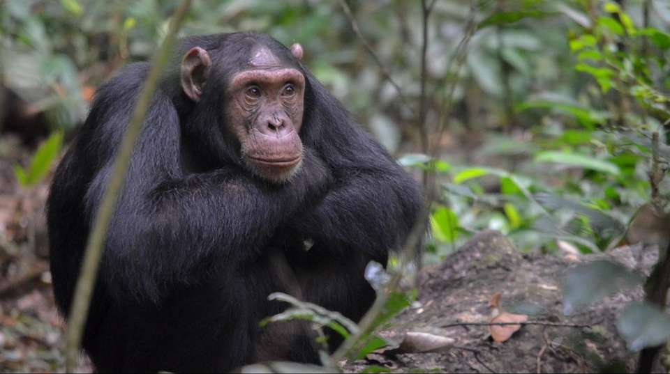 18 Days Uganda Gorillas & Wildlife  Adventure Safari - undefined - Image 5