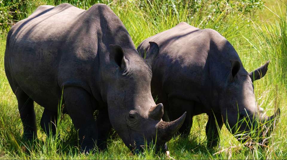 18 Days Uganda Gorillas & Wildlife  Adventure Safari - undefined - Image 8
