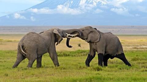 2-day Amboseli National Park Safari