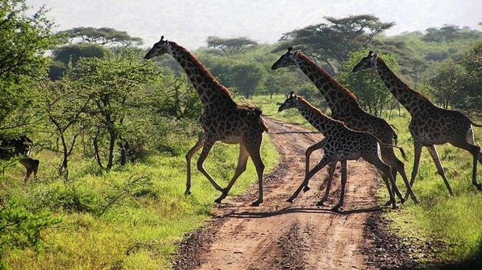 2-Day Amboseli National Park Safari - Gracepatt Ecotours Kenya - Kenya - Image 2