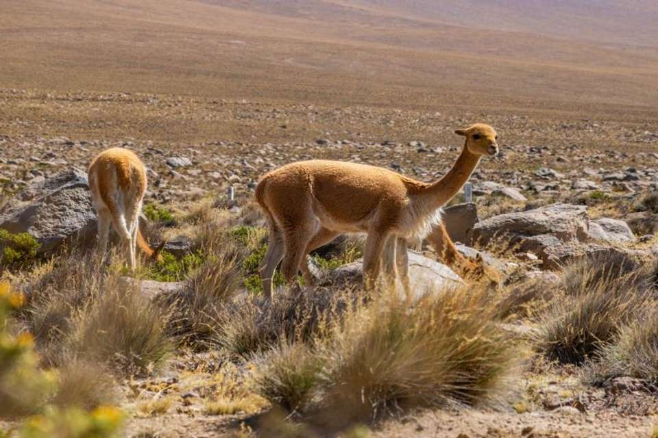 2-Day Colca Canyon Classic Tour - Coporaque - Tangol Tours - Peru - Image 3