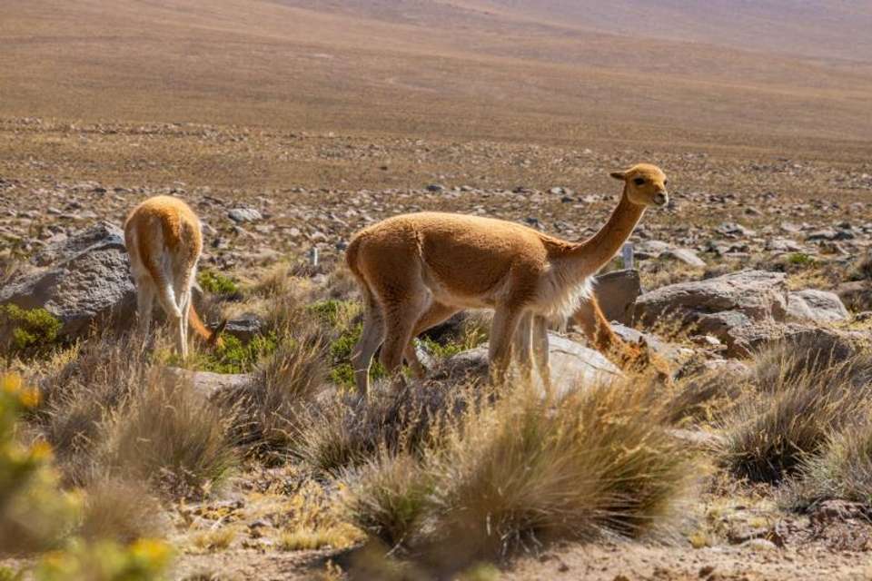 2-day Colca Canyon Classic Tour with transfer to Puno - Chivay - Tangol Tours - Peru - Image 4
