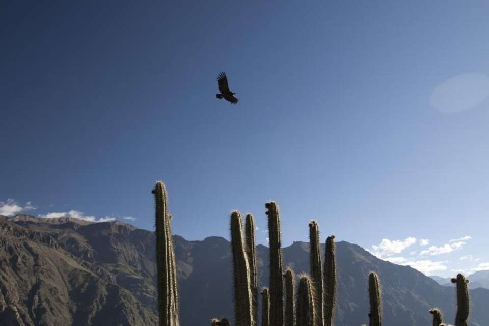 2-day Colca Canyon Classic Tour with transfer to Puno - Chivay - Tangol Tours - Peru - Image 8