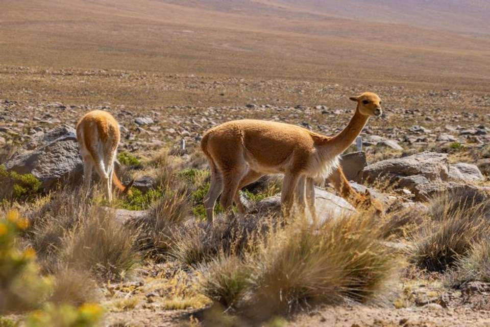 2-day Colca Canyon Classic Tour with transfer to Puno - Coporaque - Tangol Tours - Peru - Image 4