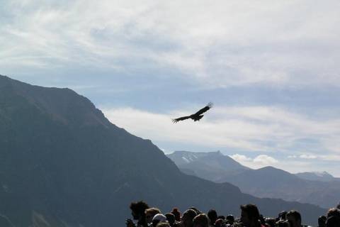 2-day Colca Canyon Trek And Transfer To Puno - Shared Room - 2 Days