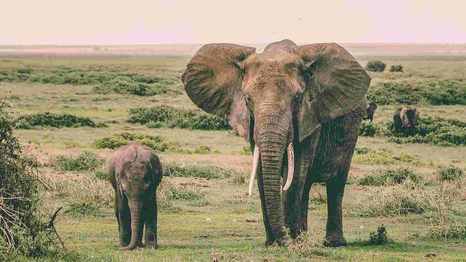 2 Day Diani - Amboseli Fly in Safari