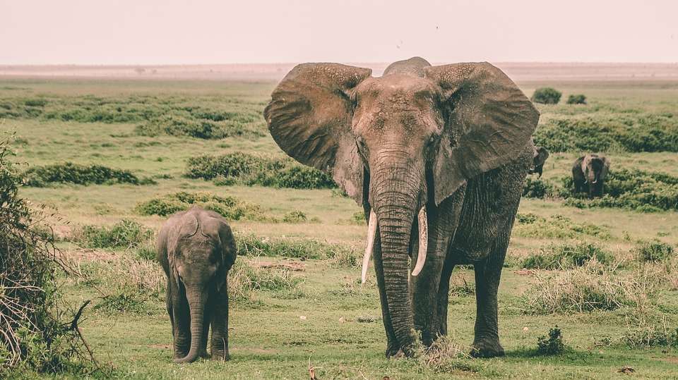 2 Day Diani - Amboseli Fly in Safari - Samson's Safaris - Kenya - Image 1