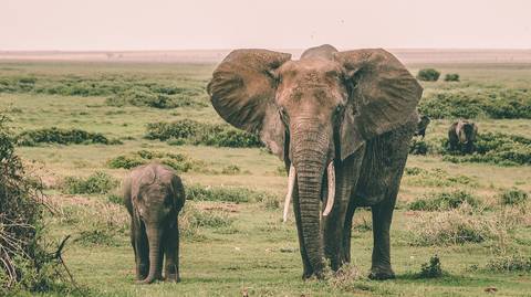 2 Day Diani - Amboseli Fly In Safari - Winter Tours