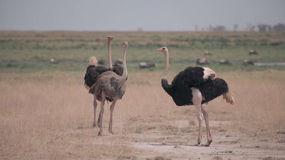 2 Day Diani - Amboseli Fly in Safari - Samson's Safaris - Kenya - Image 3