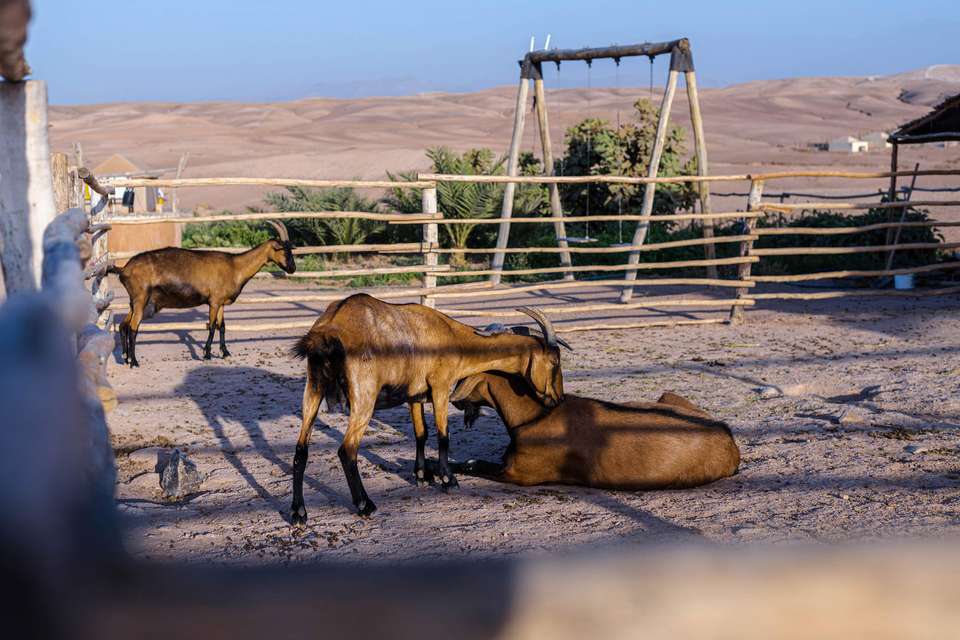 2‑day Medina Cycling, Agafay Desert & Ourika Saffron Experience - undefined - Image 13