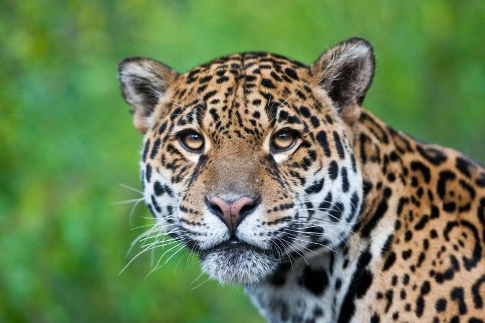 2-day Ecolodge Experience In Tambopata - Tangol Tours - Peru - Image 1