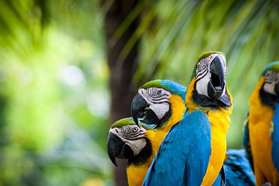 2-day Ecolodge Experience In Tambopata - Tangol Tours - Peru - Image 7