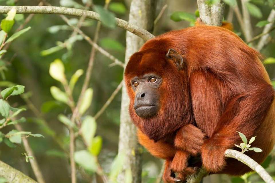 2-day Ecolodge Experience In Tambopata - Tangol Tours - Peru - Image 8