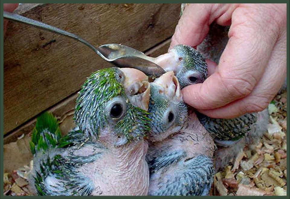 2-day Private Roots Of The Rainforest: Guaraní Heritage, Mate & Wildlife Rescue - undefined - Image 9