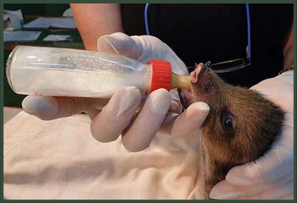 2-day Private Roots Of The Rainforest: Guaraní Heritage, Mate & Wildlife Rescue - undefined - Image 11