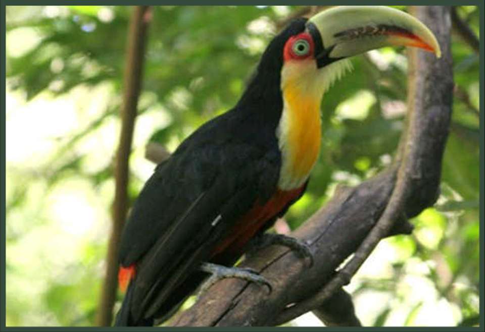 2-day Private Roots Of The Rainforest: Guaraní Heritage, Mate & Wildlife Rescue - undefined - Image 12