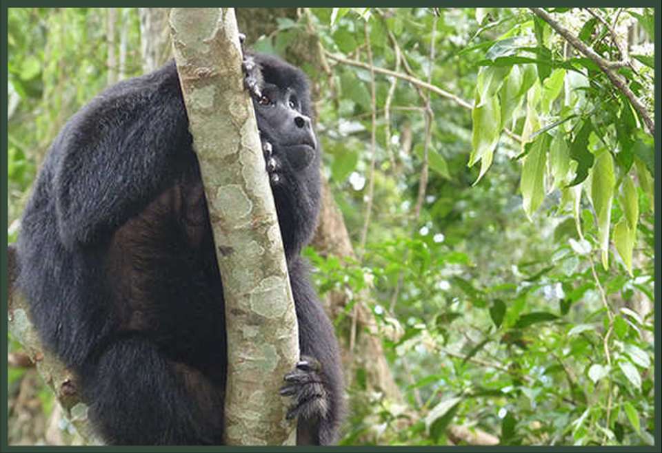 2-day Private Roots Of The Rainforest: Guaraní Heritage, Mate & Wildlife Rescue - undefined - Image 13
