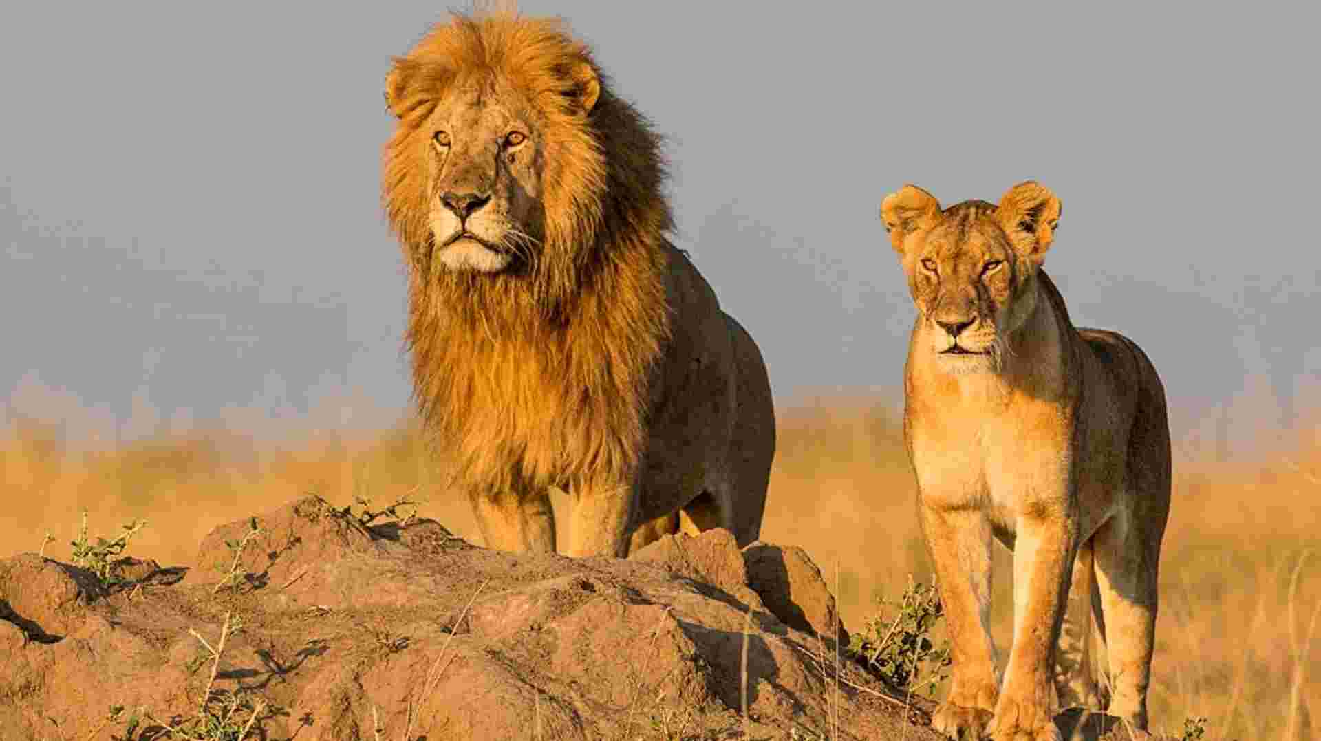 2-Day Tanzania Camping Safari