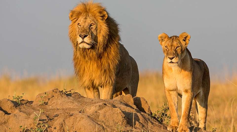 2-Day Tanzania Camping Safari - Dahlia Africa - Tanzania - Image 1