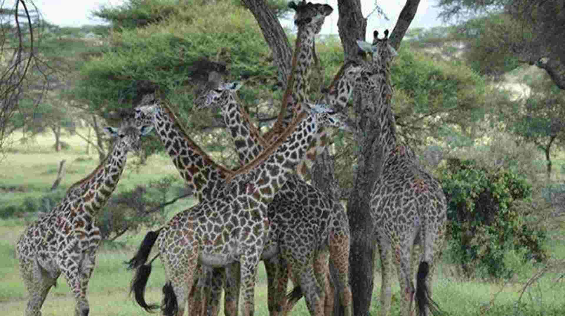 2-Day Tanzania Safari 