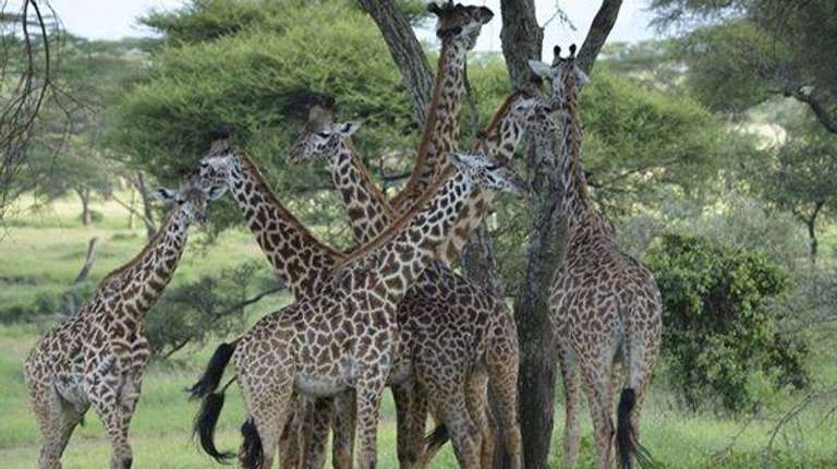 2-Day Tanzania Safari  trip - alternative tour available