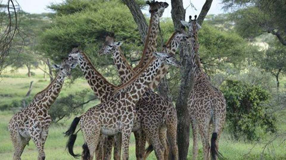 2-Day Tanzania Safari  - Dahlia Africa - Tanzania - Image 1