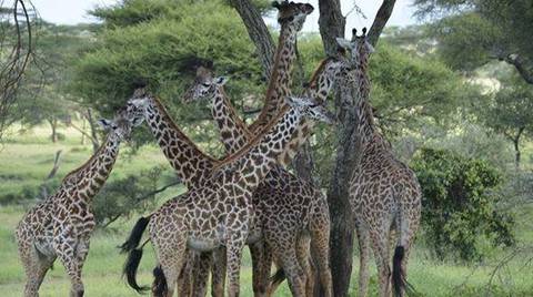 2-day Tanzania Safari - 2 Days