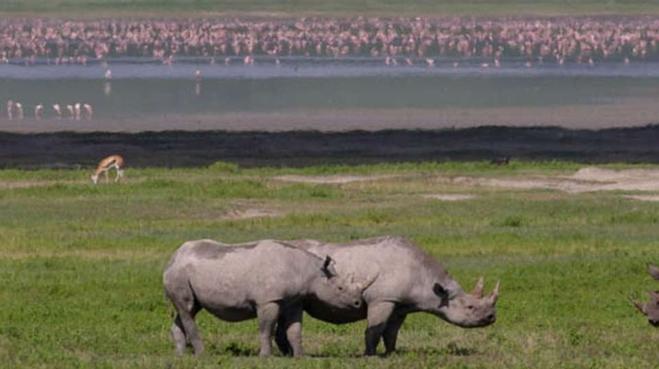 2-Day Tanzania Safari  - Dahlia Africa - Tanzania - Image 2