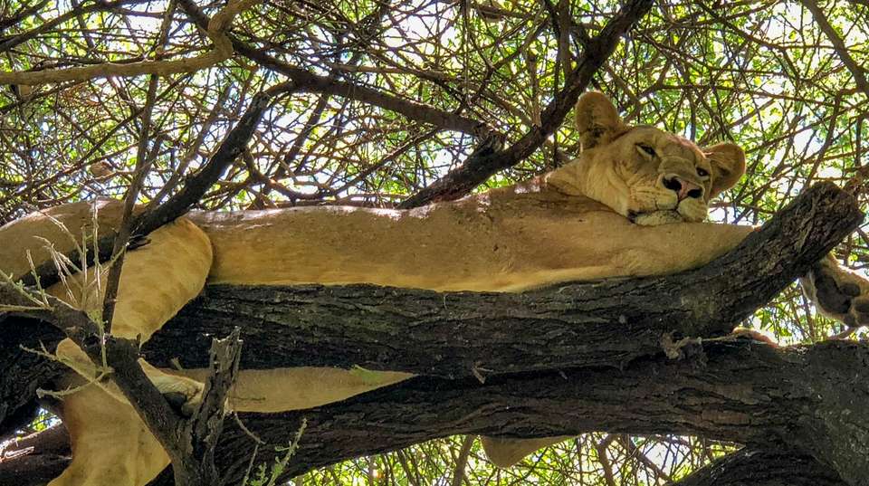2-Day Tarangire & Lake Manyara Safari Tour - Altezza Travel - Tanzania - Image 3