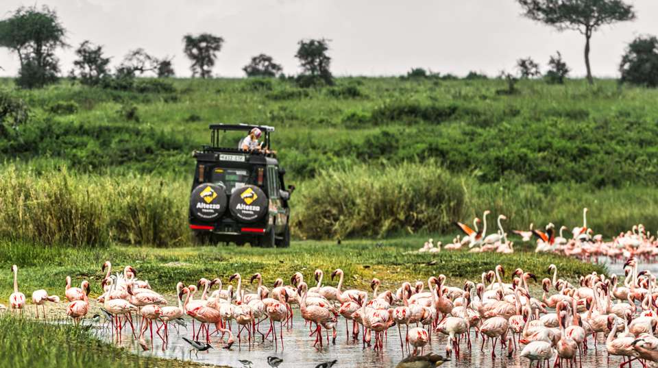 2-Day Tarangire & Lake Manyara Safari Tour - Altezza Travel - Tanzania - Image 4