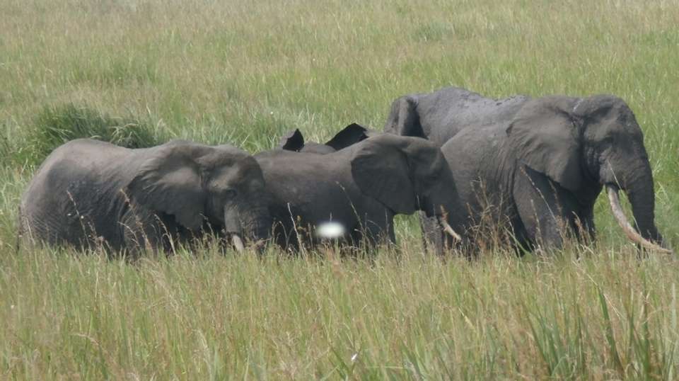 2 Day Tour of Queen Elizabeth National Park - Gorilla Tour Booking Safaris Ltd - Uganda - Image 3