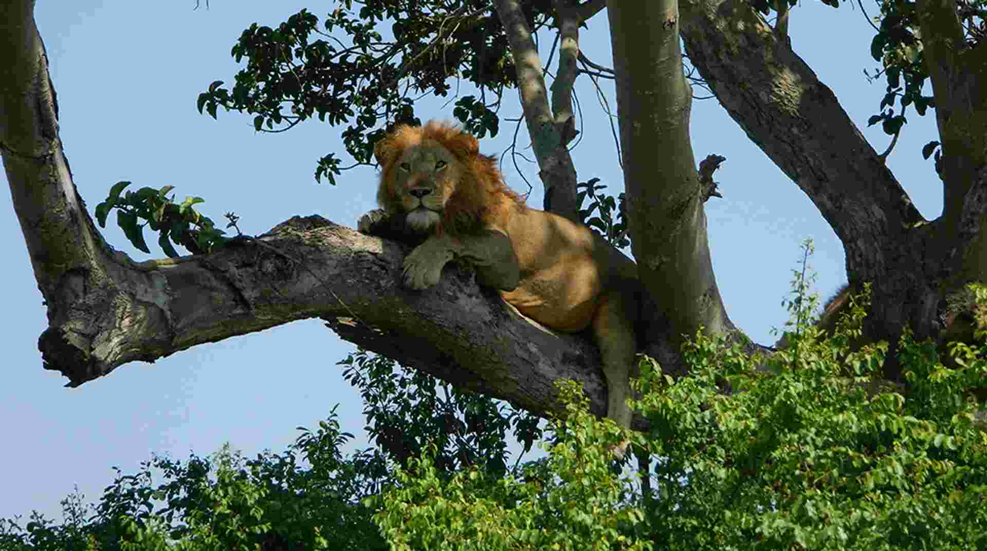 2 Day Tour of Queen Elizabeth National Park