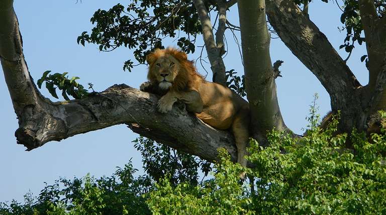Uganda Wildlife Tour: 2 Day Tour of Queen Elizabeth National Park