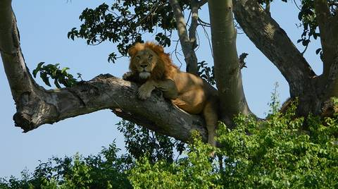 2 Day Tour Of Queen Elizabeth National Park - June 2027