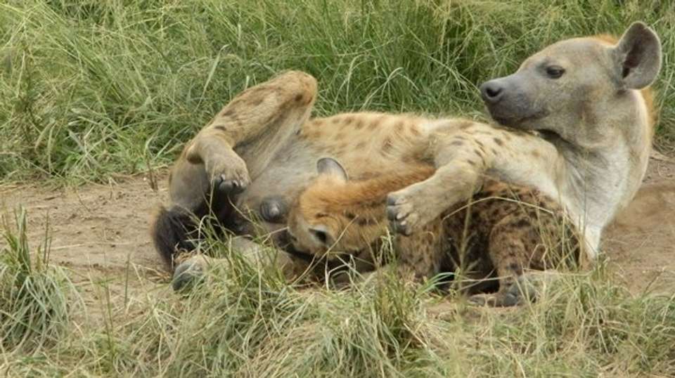 2 Day Tour of Queen Elizabeth National Park - Gorilla Tour Booking Safaris Ltd - Uganda - Image 4