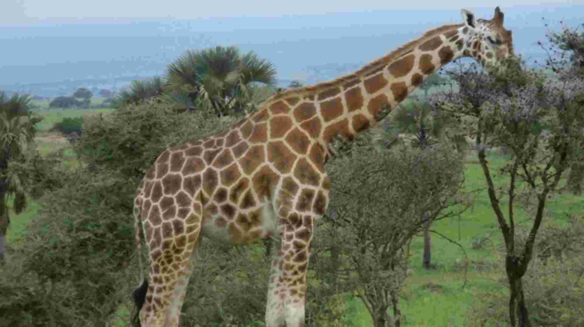 2-Day Trip To Murchison Falls National Park