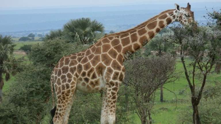 2-Day Trip To Murchison Falls National Park trip - alternative tour available