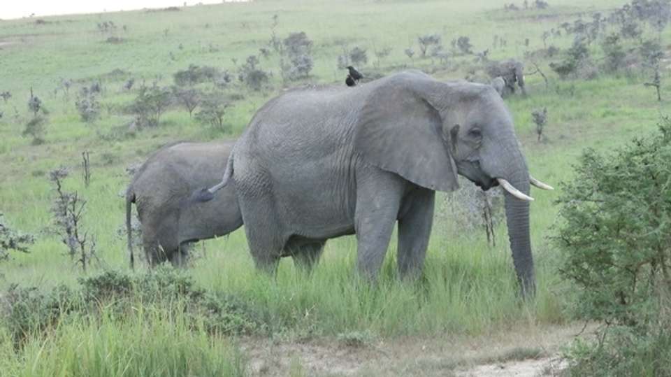 2-Day Trip To Murchison Falls National Park - Gorilla Tour Booking Safaris Ltd - Uganda - Image 2