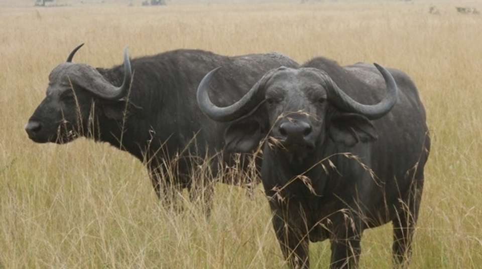 2-Day Trip To Murchison Falls National Park - Gorilla Tour Booking Safaris Ltd - Uganda - Image 3
