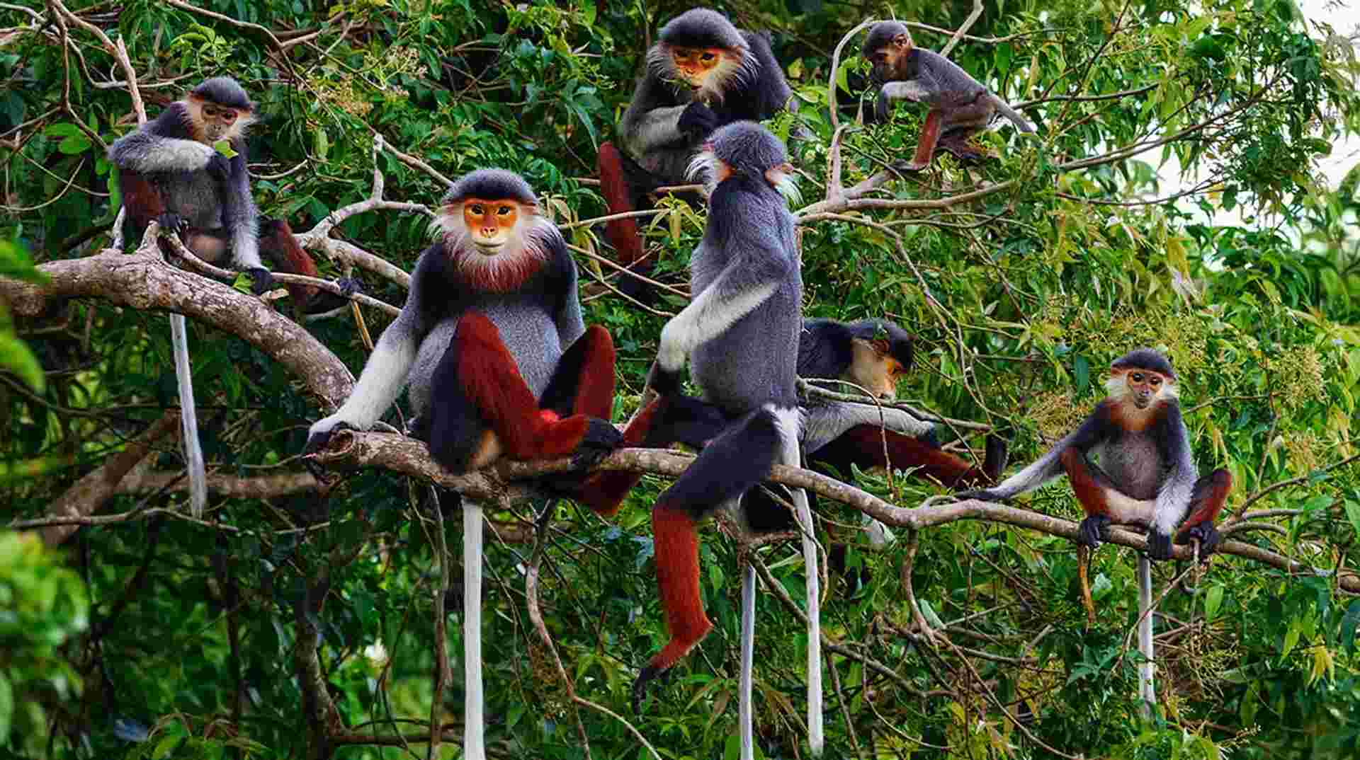 2 Days, 1 Night 'Live the Wildlife' Tour in Da Nang