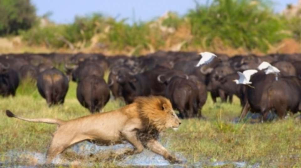 2 Days and 1Night Camping Safari - Dk Tours & Safaris - Botswana