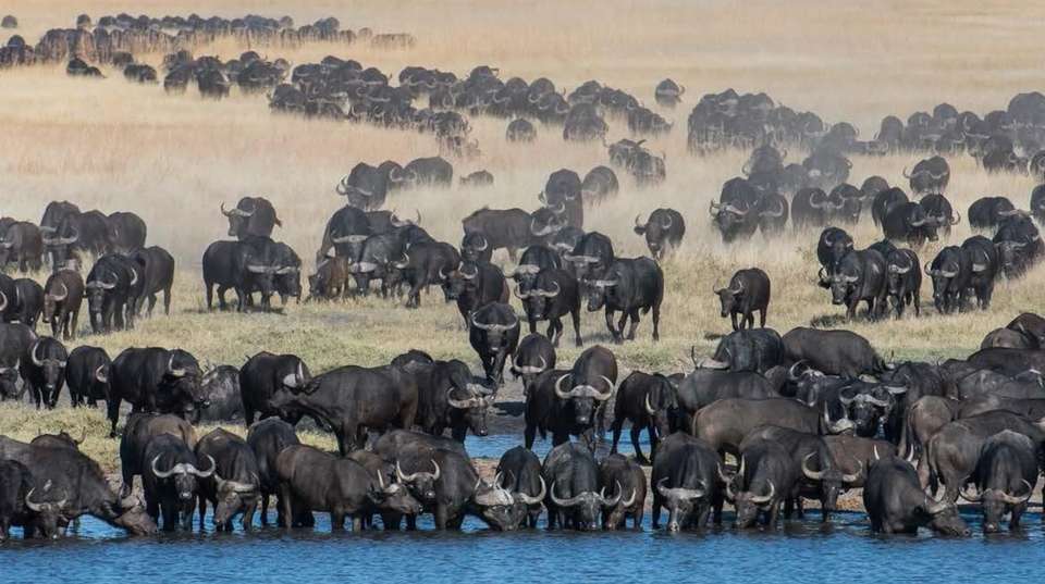 2 Days and 1Night Camping Safari - Dk Tours & Safaris - Botswana