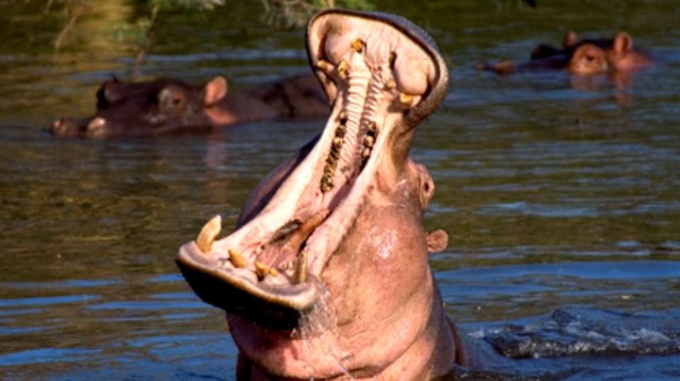 2 Days and 1Night Camping Safari - Dk Tours & Safaris - Botswana