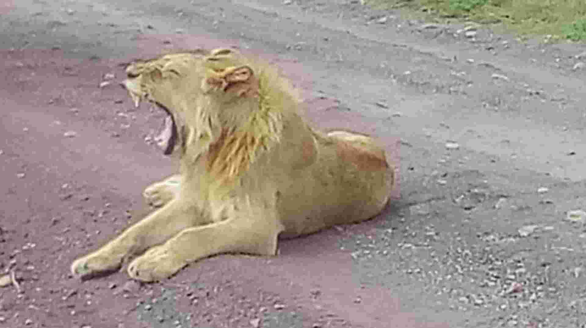 2 Days Budget safari L Manyara and Ngorongoro