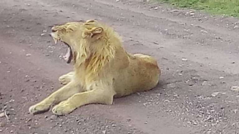 2 Days Budget safari L Manyara and Ngorongoro trip - alternative tour available