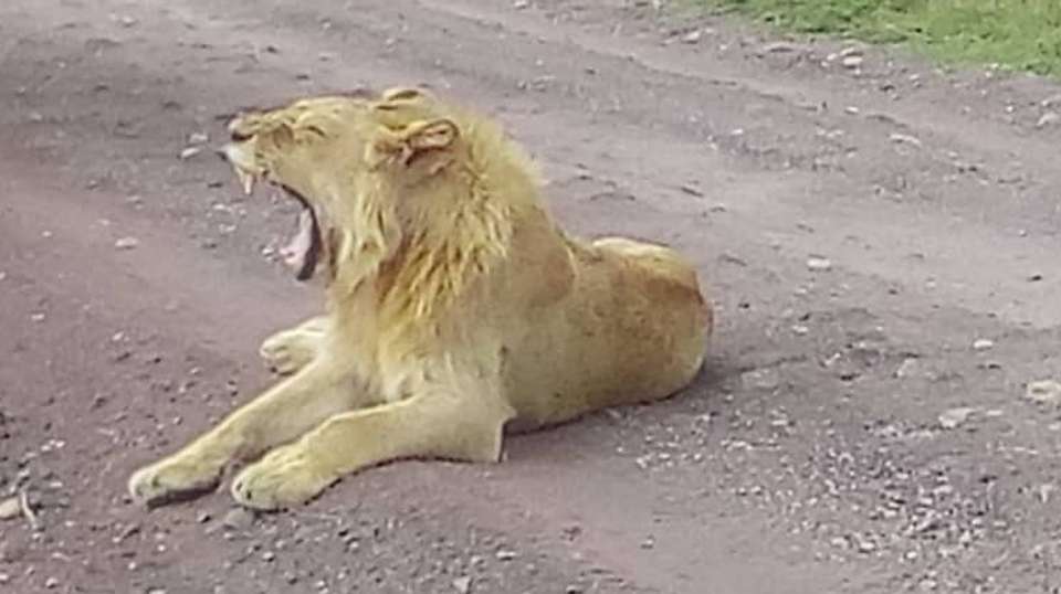 2 Days Budget safari L Manyara and Ngorongoro - Aaa Express Adventure Ltd - Tanzania - Image 1