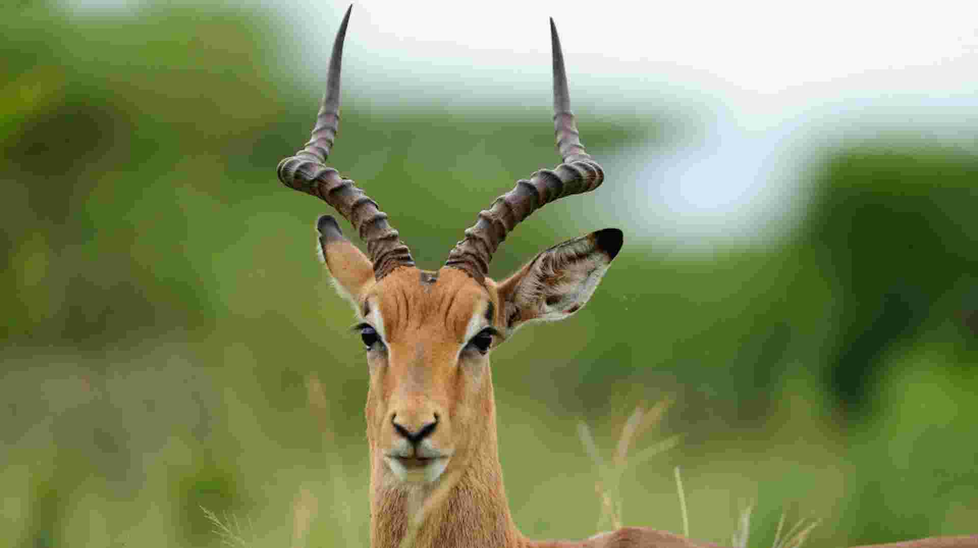 2 Days Maasai Mara Safari Tour